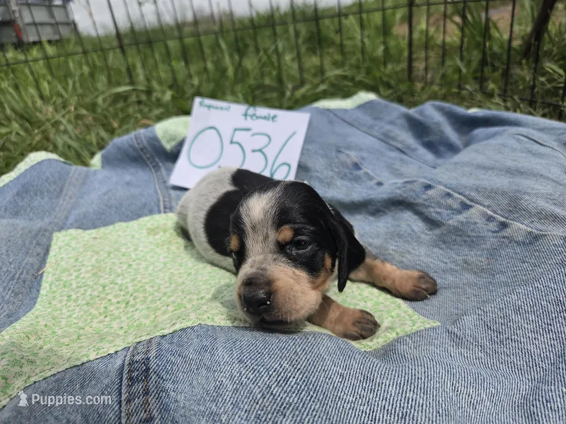 F0536 – Basset Bleu de Gascogne puppy for sale in Saltillo, TX
