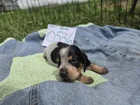 F0536, a female Basset Bleu de Gascogne for sale in Saltillo, TX – Photo 1 of 5