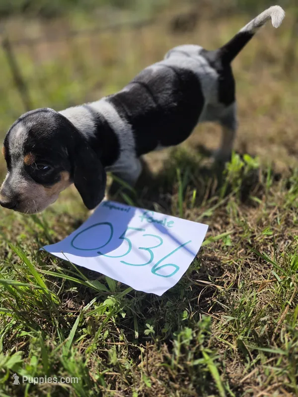 F0536 – Basset Bleu de Gascogne puppy for sale in Saltillo, TX