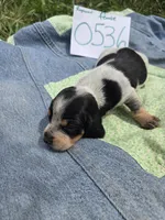 F0536, a female Basset Bleu de Gascogne for sale in Saltillo, TX – Photo 3 of 5
