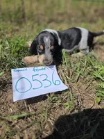 F0536, a female Basset Bleu de Gascogne for sale in Saltillo, TX – 6 of 10