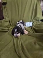 M7631, a female Basset Bleu de Gascogne for sale in Saltillo, TX – 4 of 10