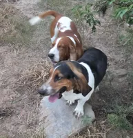 Coming soon, a  Basset Hound for sale in Saltillo, TX – 6 of 10