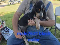 M7631, a female Basset Bleu de Gascogne for sale in Saltillo, TX – 2 of 10