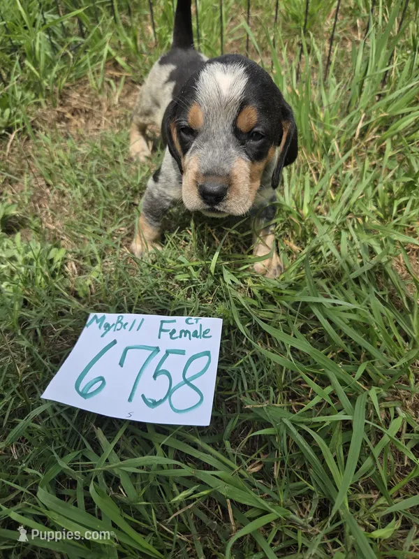 F6758 – Bluetick Coonhound puppy on hold in Saltillo, TX