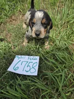 F6758, a female Bluetick Coonhound for sale in Saltillo, TX – Photo 1 of 6