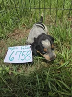 F6758, a female Bluetick Coonhound for sale in Saltillo, TX – Photo 4 of 6
