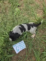 F6758, a female Bluetick Coonhound for sale in Saltillo, TX – Photo 6 of 6
