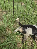 F6758, a female Bluetick Coonhound for sale in Saltillo, TX – Photo 5 of 6