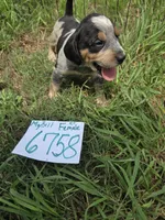 F6758, a female Bluetick Coonhound for sale in Saltillo, TX – Photo 2 of 6