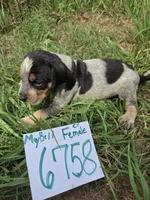 F6758, a female Bluetick Coonhound for sale in Saltillo, TX – Photo 3 of 6