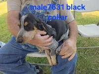 M7631, a female Basset Bleu de Gascogne for sale in Saltillo, TX – 3 of 10