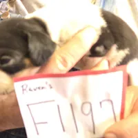 F1197, a female Bluetick Coonhound for sale in Saltillo, TX – Photo 9 of 10