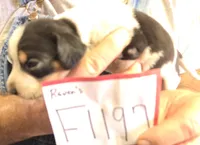 F1197, a female Bluetick Coonhound for sale in Saltillo, TX – Photo 9 of 10