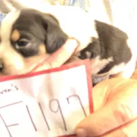 F1197, a female Bluetick Coonhound for sale in Saltillo, TX – Photo 7 of 10