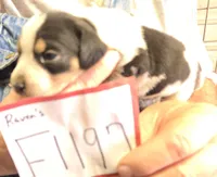 F1197, a female Bluetick Coonhound for sale in Saltillo, TX – Photo 7 of 10