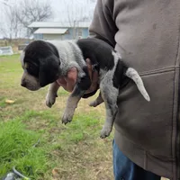 F1197, a female Bluetick Coonhound for sale in Saltillo, TX – Photo 3 of 10