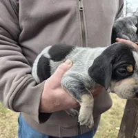 F1197, a female Bluetick Coonhound for sale in Saltillo, TX – Photo 2 of 10