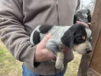 F1197, a female Bluetick Coonhound for sale in Saltillo, TX – Photo 2 of 10
