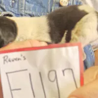 F1197, a female Bluetick Coonhound for sale in Saltillo, TX – Photo 10 of 10