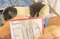 F1197, a female Bluetick Coonhound for sale in Saltillo, TX – Photo 10 of 10