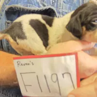 F1197, a female Bluetick Coonhound for sale in Saltillo, TX – Photo 8 of 10