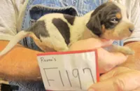 F1197, a female Bluetick Coonhound for sale in Saltillo, TX – Photo 8 of 10