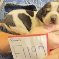 F1197, a female Bluetick Coonhound for sale in Saltillo, TX – Photo 5 of 10
