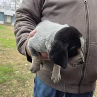 F1197, a female Bluetick Coonhound for sale in Saltillo, TX – Photo 4 of 10