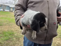 F1197, a female Bluetick Coonhound for sale in Saltillo, TX – Photo 4 of 10