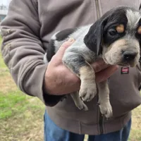 F1197, a female Bluetick Coonhound for sale in Saltillo, TX – Photo 1 of 10