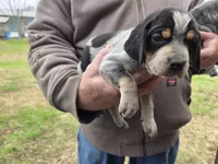 F1197, a female Bluetick Coonhound for sale in Saltillo, TX – Photo 1 of 10