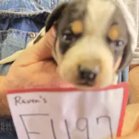 F1197, a female Bluetick Coonhound for sale in Saltillo, TX – Photo 6 of 10