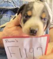 F1197, a female Bluetick Coonhound for sale in Saltillo, TX – Photo 6 of 10