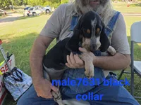 M7631, a female Basset Bleu de Gascogne for sale in Saltillo, TX – 4 of 10