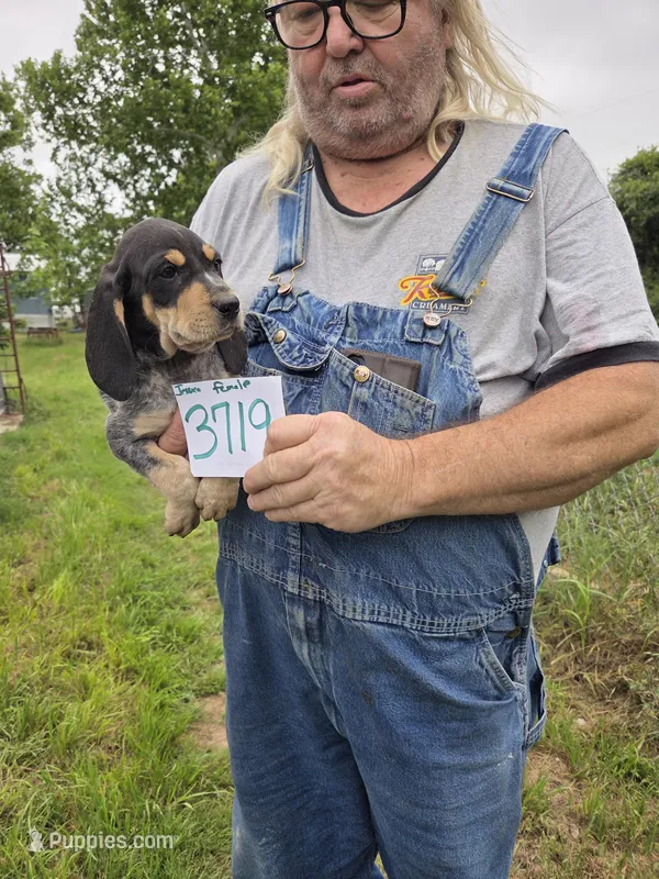 F3719 – Bluetick Coonhound puppy for sale in Saltillo, TX