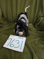 M7631, a female Basset Bleu de Gascogne for sale in Saltillo, TX – 3 of 10