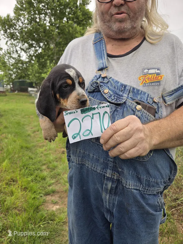 F2270 – Bluetick Coonhound puppy on hold in Saltillo, TX