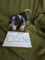 F0536, a female Basset Bleu de Gascogne for sale in Saltillo, TX – 3 of 10