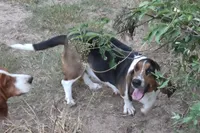 Coming soon, a  Basset Hound for sale in Saltillo, TX – 5 of 10