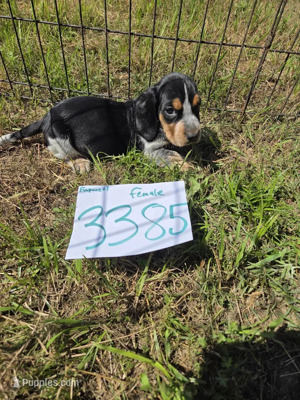 F3385 – Basset Bleu de Gascogne puppy for sale in Saltillo, TX