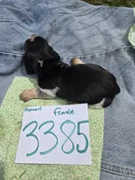 F3385, a female Basset Bleu de Gascogne for sale in Saltillo, TX – Photo 3 of 4