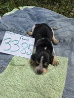 F3385, a female Basset Bleu de Gascogne for sale in Saltillo, TX – Photo 1 of 4