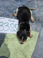 F3385, a female Basset Bleu de Gascogne for sale in Saltillo, TX – Photo 2 of 4