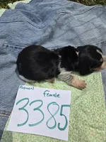 F3385, a female Basset Bleu de Gascogne for sale in Saltillo, TX – Photo 4 of 4