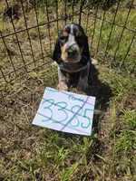 F3385, a female Basset Bleu de Gascogne for sale in Saltillo, TX – 8 of 10