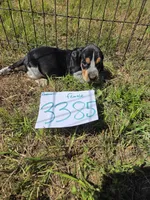 F3385, a female Basset Bleu de Gascogne for sale in Saltillo, TX – 7 of 10
