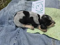 M7631, a male Basset Bleu de Gascogne for sale in Saltillo, TX – Photo 6 of 7