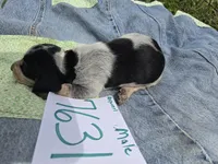 M7631, a male Basset Bleu de Gascogne for sale in Saltillo, TX – Photo 7 of 7