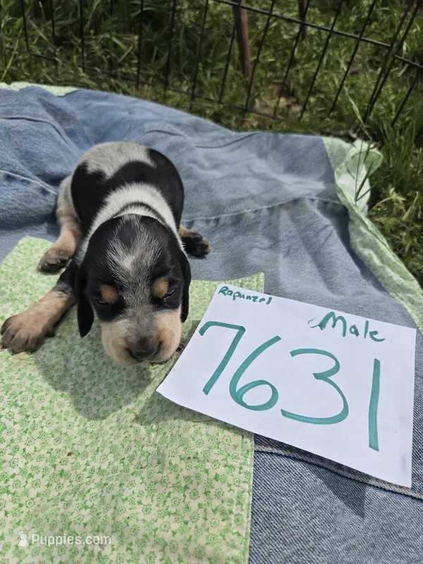 M7631 – Basset Bleu de Gascogne puppy for sale in Saltillo, TX